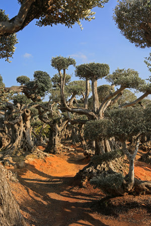 Big olive plantation with old olive treesの写真素材