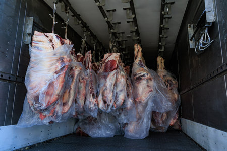 Raw beef carcasses hanging in cold storage truckの写真素材