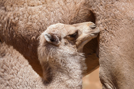 A young camel cub stands beside his mother in the desert. Close-up portraitの写真素材
