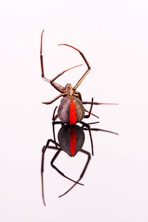 Australian Female Redback Spider walking awayの写真素材