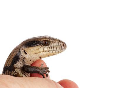 Australian Baby Eastern Blue Tongue Lizard closeup isolated on white background with copy space at top and side of landscape formatの写真素材