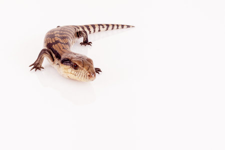 Australian Baby Eastern Blue Tongue Lizard closeup walking on reflective white perspex base isolated against white background in landscape format with copy spaceの写真素材