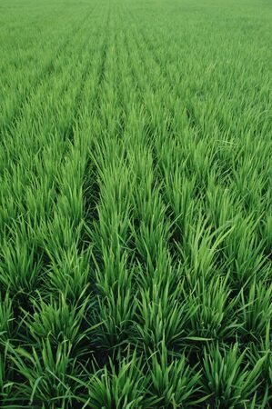Green Fieldの写真素材