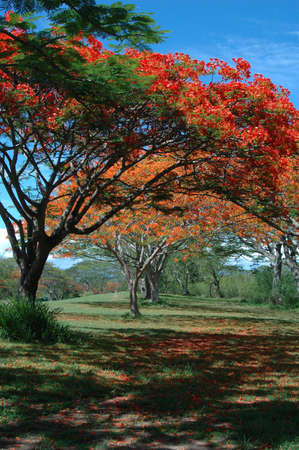 Colour of Treesの写真素材