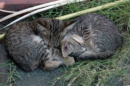 Twin Kittyの写真素材