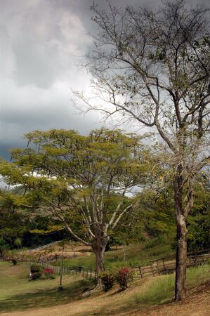 Treescapeの写真素材