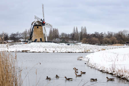 Historic windmill in a winter landscape with snow in Holland. A flock of Greylag goose in the foreground.の写真素材