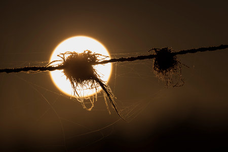 Pieces of animal hair caught on a barbed wire fence with the rising sun in the backgroundの写真素材