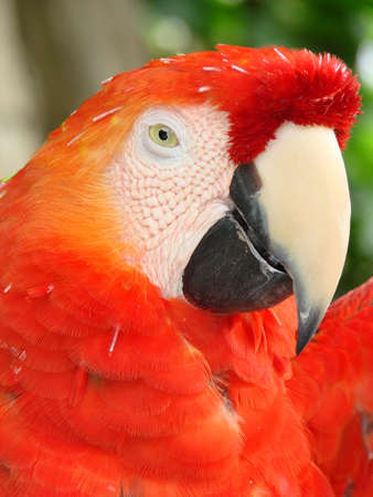 Macaw red