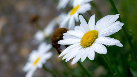 Daisy with water droplの写真素材