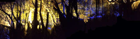 Panoramic color photo of silhouette treesforestの素材
