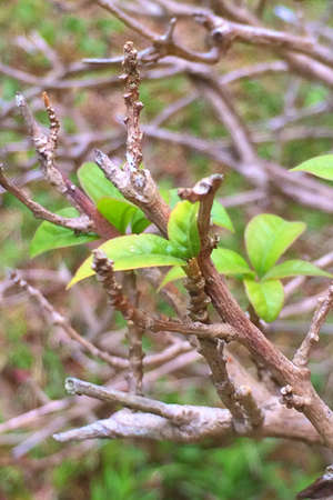 Close up of leavesの素材