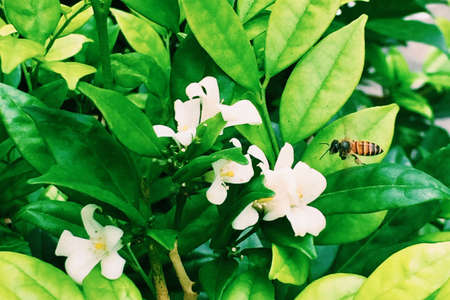 Single bee about to pollinate the flowersの素材