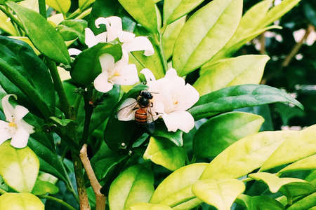 Single bee about to pollinate the flowersの素材
