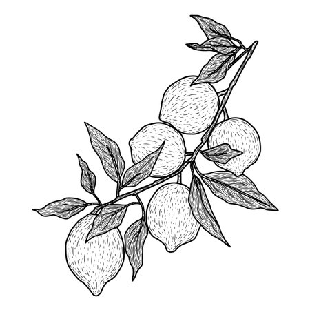 Lemon branch with fruits and leaves. Black and white engraved ink art. Isolated lemon illustration element.のイラスト素材
