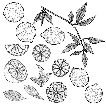 Lemon fruits and leaves. Hand drawn sketch. Vector illustration.のイラスト素材