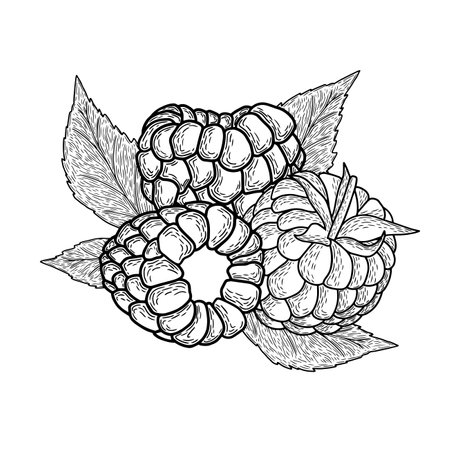 Raspberry vector illustration. Hand drawn berry. Black and white engraved ink art. Isolated berry illustration on white background.のイラスト素材