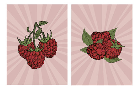 Raspberry vector set. Illustration of raspberry with leaves.のイラスト素材