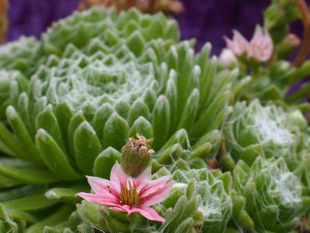 The Sedum in the Summer Gardenの写真素材