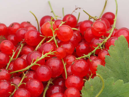 The Red Currant in the Summer Garden
