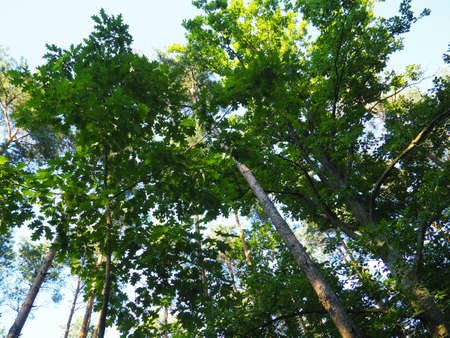 The Big Green Trees in the Forest