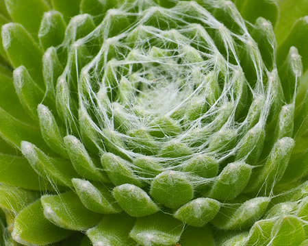 The Sedum in the Summer Gardenの写真素材