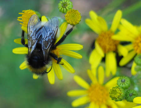 The Insect in the Summer Forest