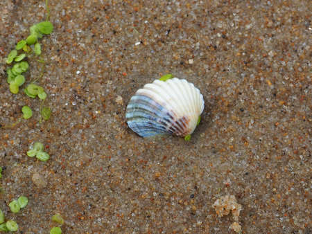 The Seashell in the Baltic Sea