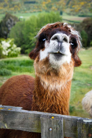 Brown alpaca close upの写真素材