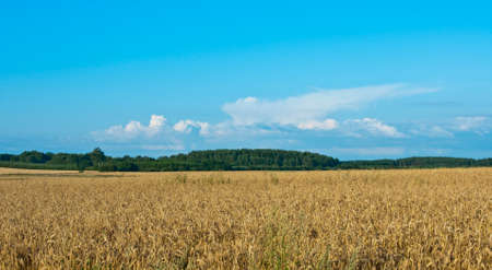 Yellow fieldの写真素材
