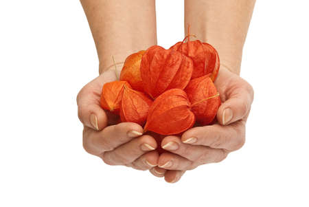 Physalis isolated on white backgroundの写真素材