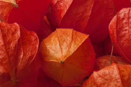 Red flowers of Physalis collected in late autumnの写真素材