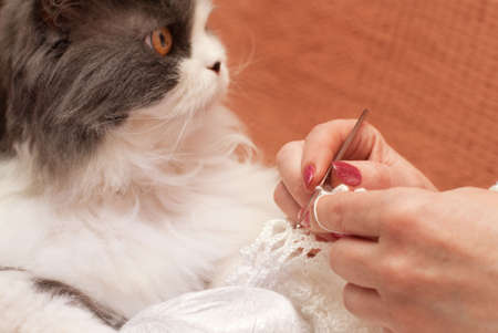 The women's hands with knitting and catの写真素材