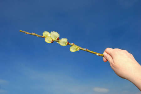 Spring plant in  women's handsの写真素材