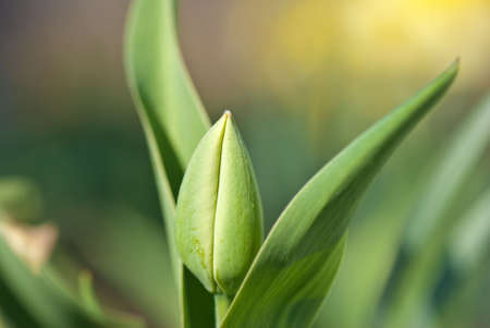 Unblown tulip with the background out of focusの写真素材