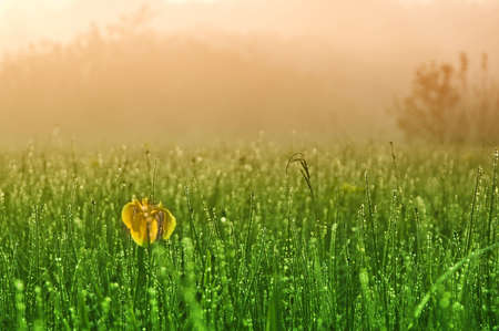 Morning dew drops on the green grass の写真素材