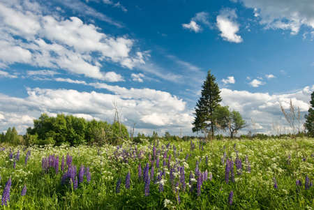 Summer lupine flowers on the meadowの写真素材