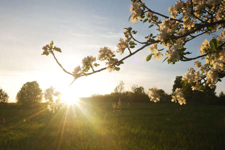 Spring sunset in  apple gardenの写真素材