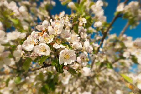 Closeup view of  white apple blossoms with  background out of focus