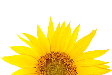 Sunflowers isolated on white backgroundの写真素材