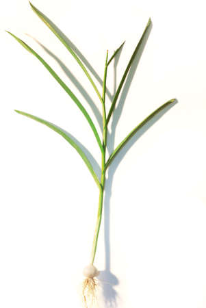 Fresh garlic with scape on white backgroundの写真素材