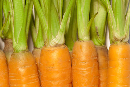 Young fresh carrot close-upの写真素材