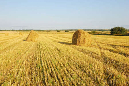Ripe wheat field, agriculture, harvestの写真素材