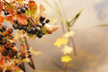 Black ash against the backdrop of autumn leaves out of focusの写真素材