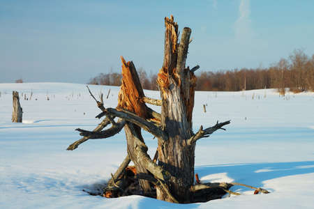 Frozen swamp with old forestの写真素材