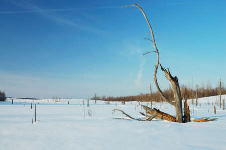 Frozen swamp with old forestの写真素材