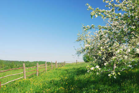Blossom apple tree  in  green field with dandelionsの写真素材