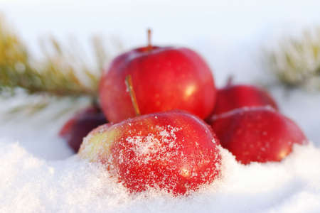 Group of red apples on snowの写真素材