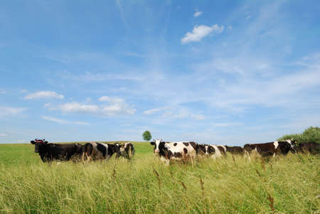 Dairy cows grazing in  meadow with blue sky in backgroundの写真素材
