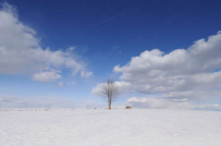 Winter scene, shot of  flying clouds above lonely treeの写真素材